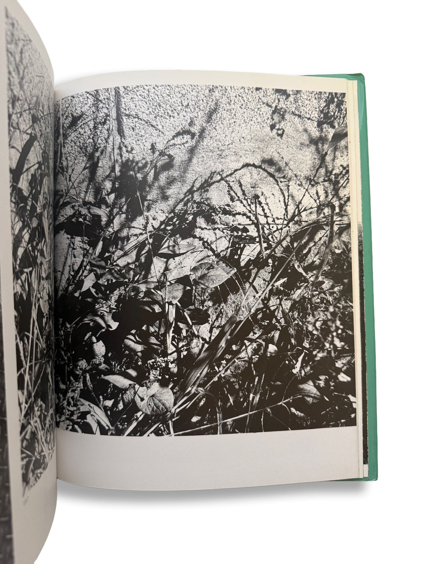 Daido Moriyama/サン・ルゥへの手紙