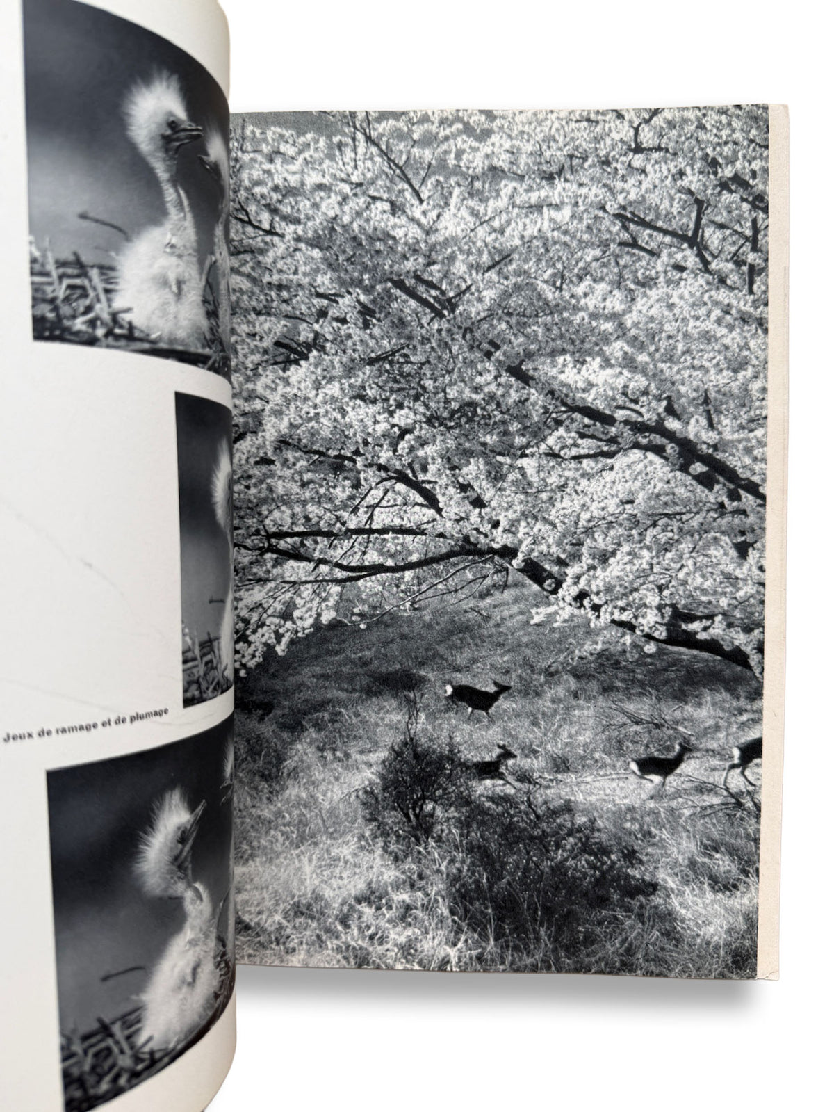 camera La photographie au Japon 日本特集号 1958